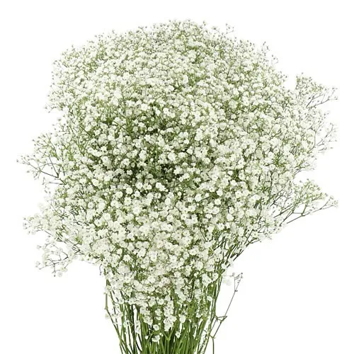 Zinzi