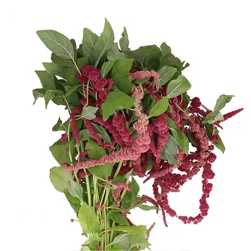 Amaranthus Mix variant