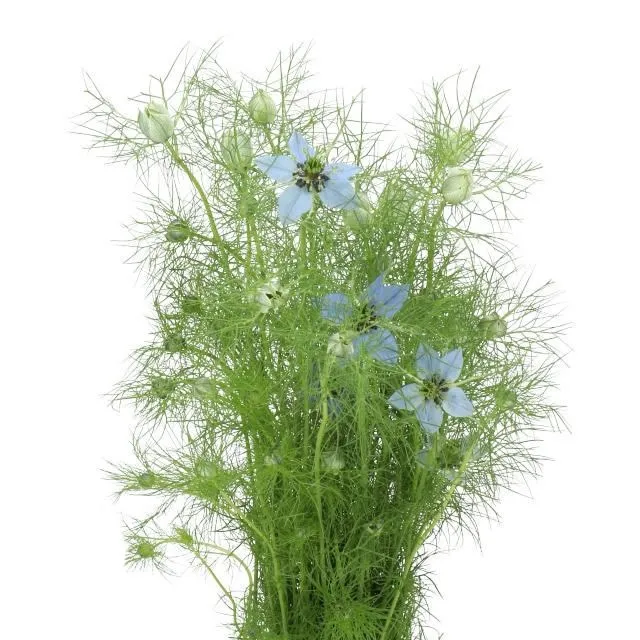 Nigella Mix variant