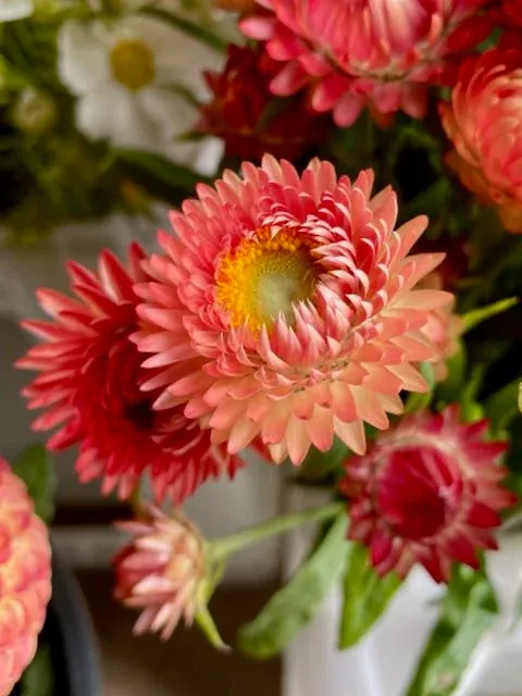 Helichrysum Mix variant