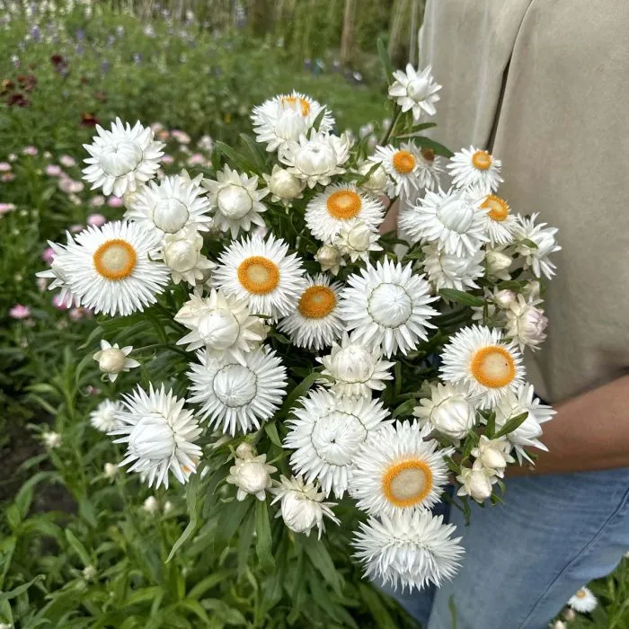 Helichrysum Mix variant