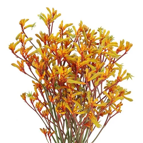 Kangaroo Paws variant