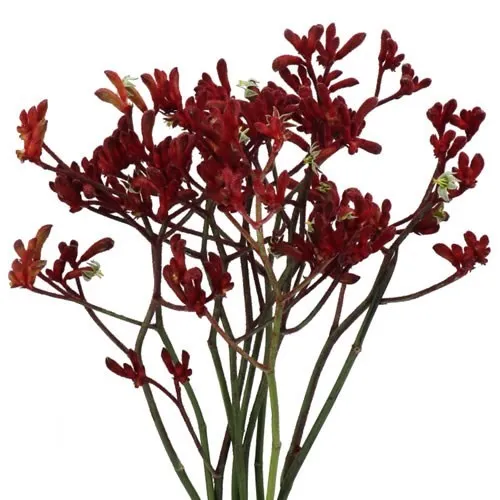 Kangaroo Paws variant