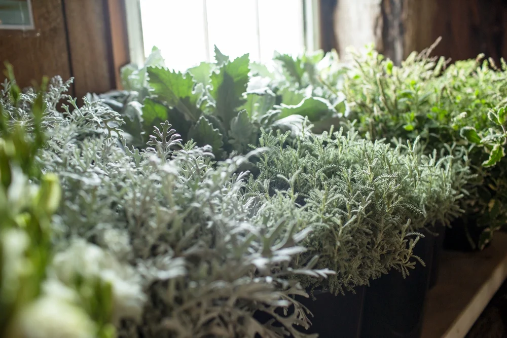Lush Foliage & Greenery for Every Design