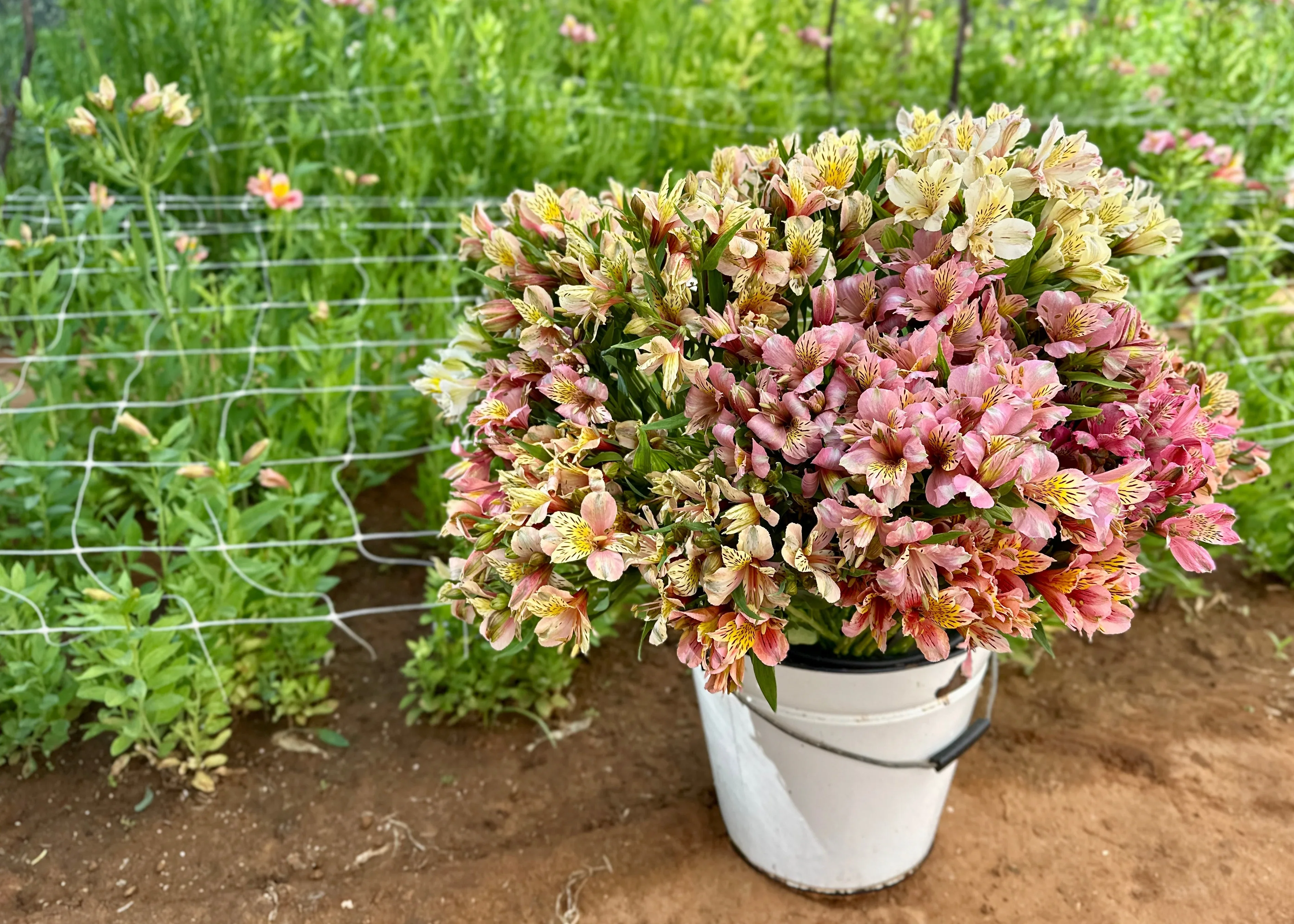 Premium Lilies & Alstroemeria Collection