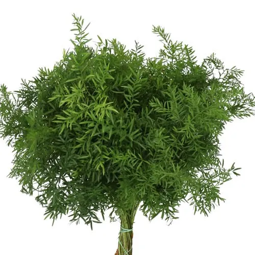 Asparagus