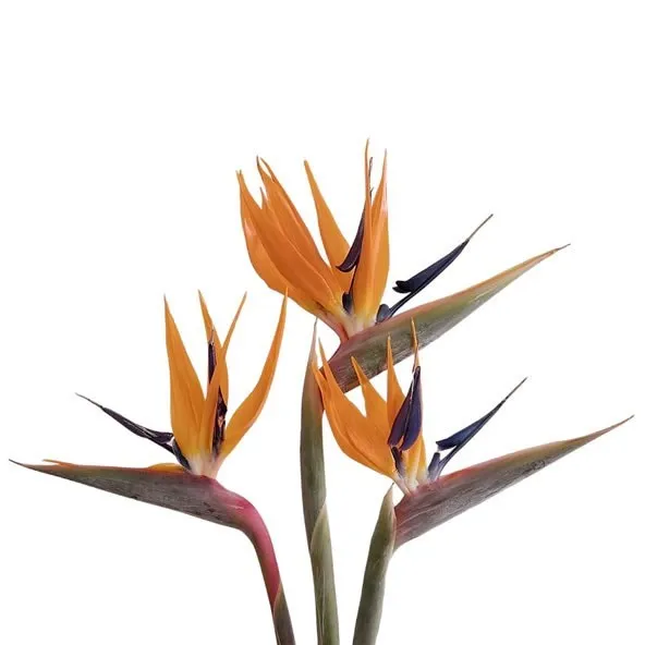 Bird of Paradise
