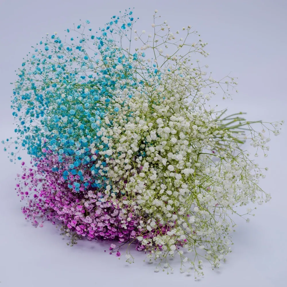Gypsophila