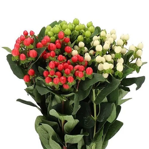Hypericum