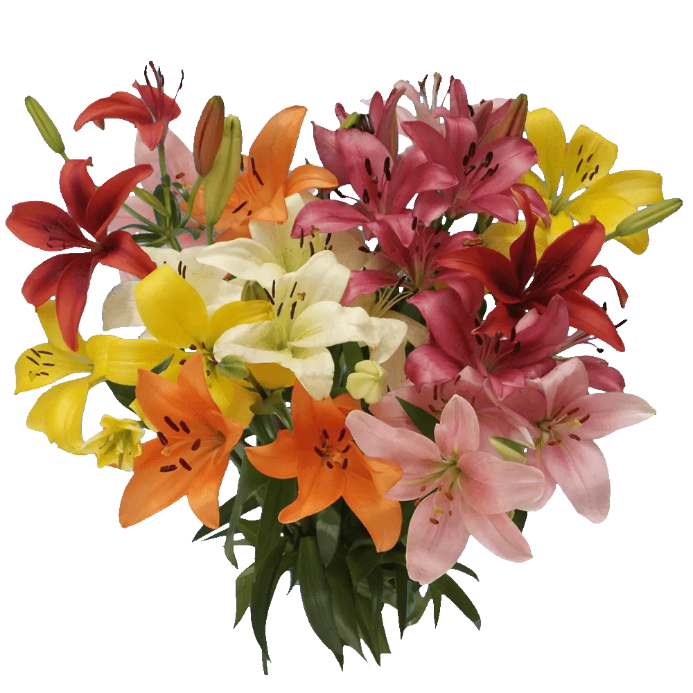 Lily Asiatic