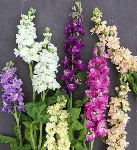 Matthiola