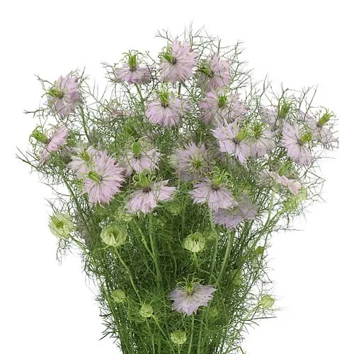 Nigella