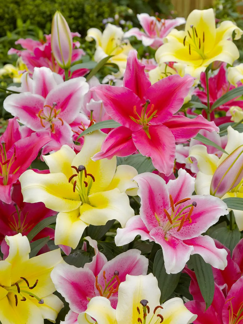 Oriental Lilies