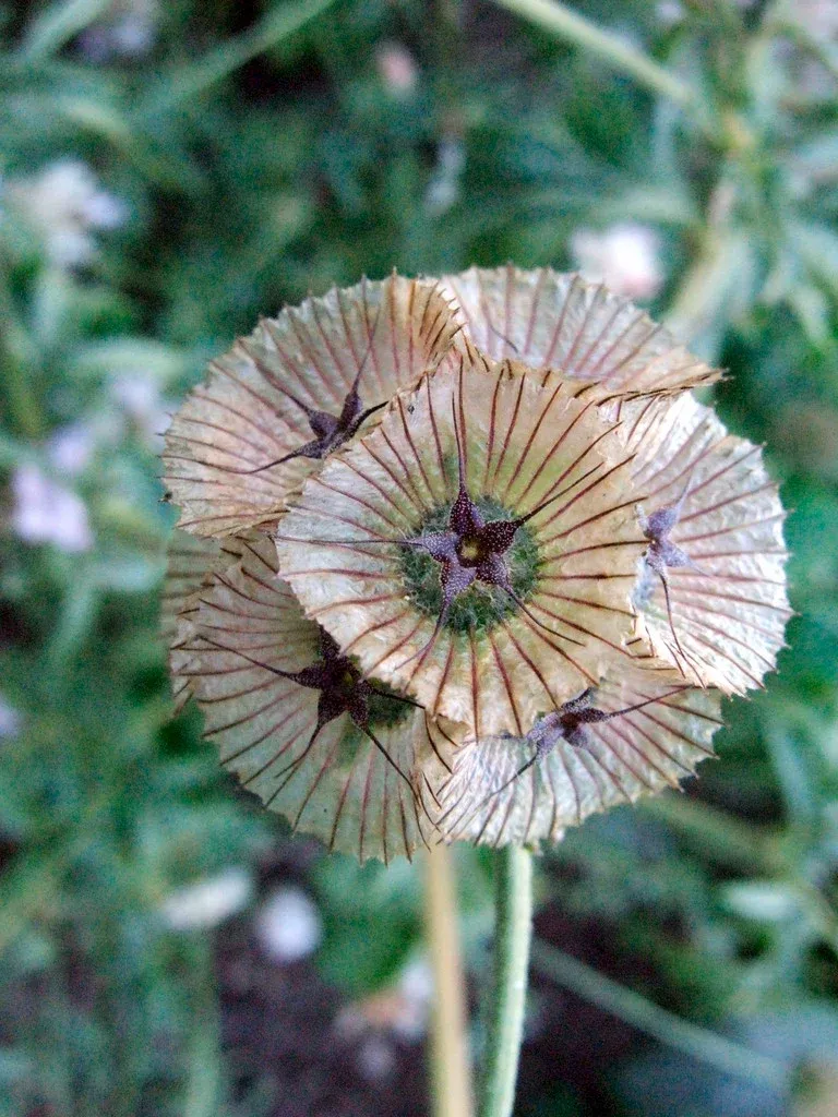 Scabiosa